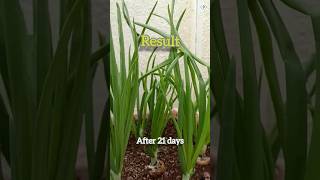 Onion growing technique  plants planting garden gardening shortvideo [upl. by Jocko210]