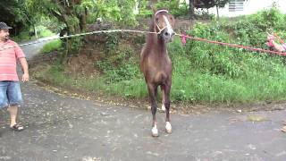 caballos de paso fino el peje [upl. by Dekeles]