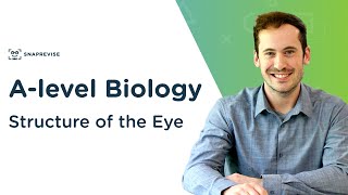 Structure of the Eye  Alevel Biology  OCR AQA Edexcel [upl. by Aynos383]