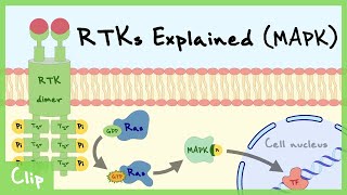 MAPK Pathway Of Receptor Tyrosine Kinase Explained  Clip [upl. by Borchers]