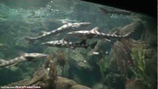 World of the Sea Aquarium at SeaWorld San Diego [upl. by Terag]