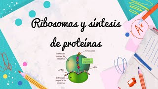 Ribosomas y síntesis de proteínas claseonline [upl. by Godart]