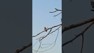 jungle Babbler song shorts [upl. by Assyram]