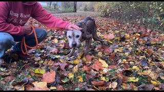 We carried him for a mile  Stray Rescue of StLouis [upl. by Strage]