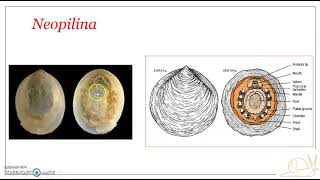 Classification of Phylum Mollusca  Class Monoplacophora [upl. by Tnelc]