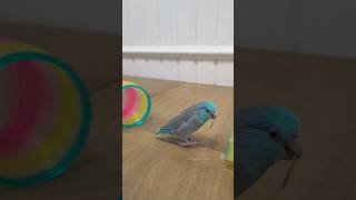 Parrot Trick Training ✨️ [upl. by Zzahc589]