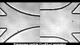 Continuous separation of microparticles in a microfluidic channel via the elastoinertial effect [upl. by Ogden718]