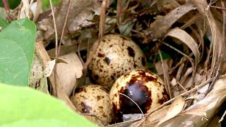 Forest Oasis Majestic Peacock Egg Nest  Natures Beauty Peacock Egg Nest at Forest [upl. by Anthe]