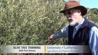 Pilot Video Pruning a Medium Density Olive Tree [upl. by Finah]