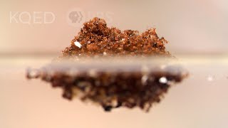 Fire Ants Turn Into a Stinging Life Raft to Survive Floods  Deep Look [upl. by Bancroft]