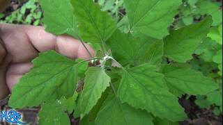 ⟹ lambs quarters  Chenopodium album  Wild plants in your garden [upl. by Meelak]