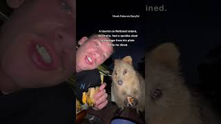 Adorable Quokka Joins Man for Dinner [upl. by Sahcnip]