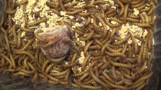 Patiently Separating Pupae from Larvae in the Darkling Beetle Colony [upl. by Kciredec]