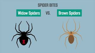 Spider Bites Black Widow vs Brown Recluse [upl. by Khalsa]