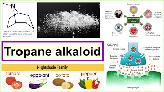 tropane alkaloid [upl. by Adnhoj]