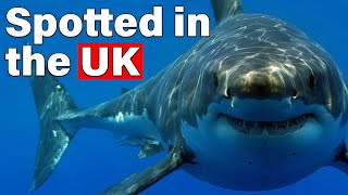 Why Great White Sharks Could Soon Appear in UK [upl. by Eelasor]