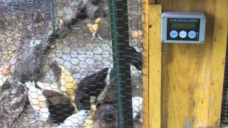 Chicken Guard Review Best Automatic door on the market  Light sensor  Battery powered [upl. by Eirallam404]