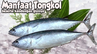 MENAKJUBKAN  INILAH 10 MANFAAT IKAN TONGKOL BAGI KESEHATAN [upl. by Marcell464]