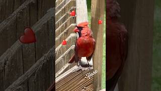 Flare Came Up Close cardinalbird backyardbirding birders birdspotting natualbeauty [upl. by Rialb]