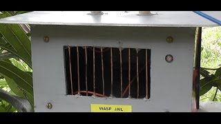 Jailed Wasps [upl. by Iolande]