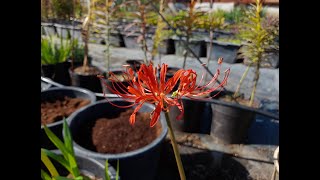 Red spiderlily Lycoris flowering update 1 4K [upl. by Manvel]