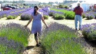 Sequim Lavender Festival 2010 [upl. by Laura]