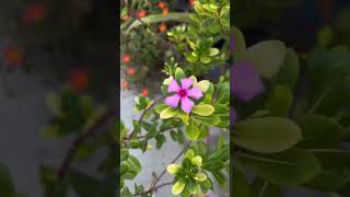 Sada Bahar 🌸😊🌸winka plants shortsvideo trending viral nature flowers gardening [upl. by Nediarb]