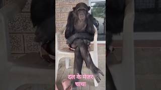 Monkey of the funny 😂 😂 videos shorts monkey reels viralvideo [upl. by Emanuel]