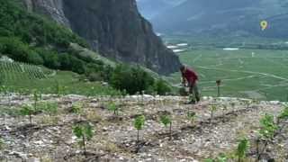 Viticulture renaissance de la Diolle en Valais [upl. by Eli]