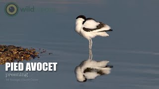 Avocet Pied  Recurvirostra avosetta  individual preening [upl. by Animrelliug]