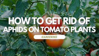 How To Get Rid of Aphids On Tomato Plants [upl. by Fabyola]