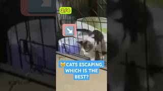 😸Cat escape artist which is the best cat escape pets animals [upl. by Dagmar]