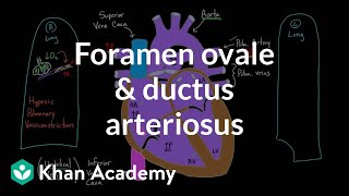 Foramen ovale and ductus arteriosus  Circulatory system physiology  NCLEXRN  Khan Academy [upl. by Aineval]