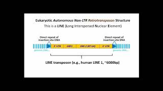 251 LINEs Long Interspersed Nuclear Elements LTR Retrotransposons [upl. by Otreblon]