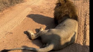 Lion King Plains Camp Male Lion with Ximungwe Pride  26 September 2024 [upl. by Eidnew302]