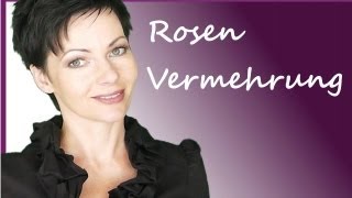 Rosenvermehrung durch Stecklinge  Rosen vermehren  Anleitung Rosenstecklinge  Tutorial [upl. by Aiyekal]