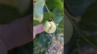 Fruit splitting on Li jujube orchard garden [upl. by Ellatsirhc]