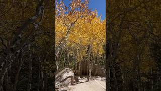 Aspens along Alberta Falls Trail [upl. by Denison]