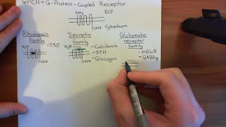 Cholera Toxin and Pertussis Toxin Part 1 [upl. by Haronid205]