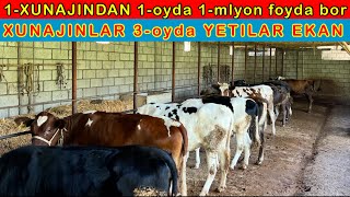 XUNAJIN YEMLAB ZOR FOYDA OLAYOTGAN DEXQON 3oyda YETILADI [upl. by Mersey]