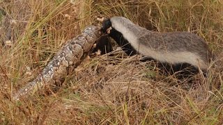 Snake Killers Honey Badgers of The Kalahari Nature Documentary [upl. by Stella]