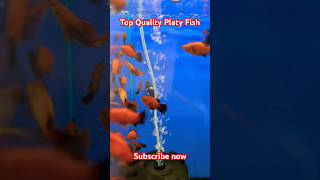 Top Quality Platy Fish Available in Hyderabad with petscornorhyderabad2036 [upl. by Aral]