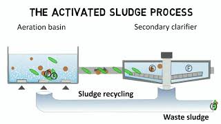 Activated sludge process and IFAS  Design rules  guideline [upl. by Searcy724]