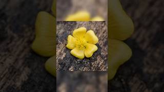 Kanghi  velvetleaf flower 🌼 Ayurvedic plant flowers nature gardenflowers [upl. by Goodkin]