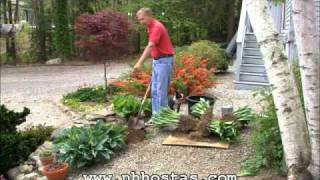 How To Divide amp Propagate Your Hostas [upl. by Gaut]