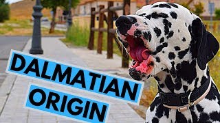 Dalmatian Dog Breed Origin [upl. by Mayda]