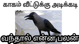 காகம் தலையில் கொத்தினால் 🤔 வீட்டுக்கு காகம் அடிக்கடி வந்தால் என்ன பலன் [upl. by Qifar]