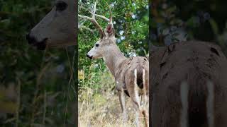 4Point Deer CloseUp wildlife deersighting deerwatching deer [upl. by Dani]