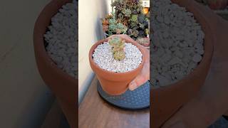 Succulent Tips Sedum Clavatum Propagation 🪴 succulents propagation suculentas [upl. by Nets]