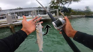 GROUPER Fishing Under DOCKS [upl. by Naud579]